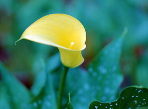 迷迭香养殖和注意事项 迷迭香为啥总养不活