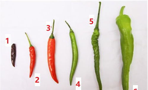 辣椒分类品种大全 中国最好的辣椒种子
