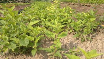 连翘扦插的正确方法 连翘树公母的区别