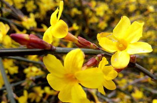 迎春花的寓意和象征 迎春花为什么叫坟头草