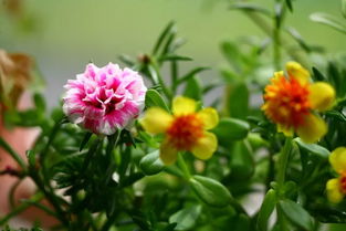 重瓣太阳花是一年生还是多年生 重瓣太阳花可以活几年