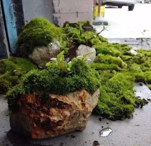 野外挖的苔藓怎么养 路边挖的苔藓可以种活吗