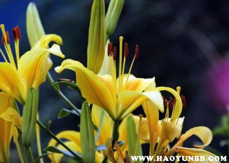 适合送老师的花 送老师鲜花禁忌