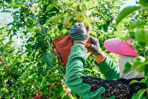 适合穷人没本钱的种植 适合穷人没本钱的种植药材