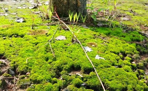 野外挖的苔藓为什么活不了 路边挖的苔藓可以种活吗