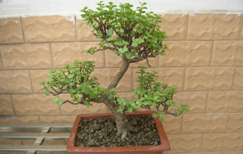 金枝玉叶夏天能修剪吗 金枝玉叶修剪示意图解