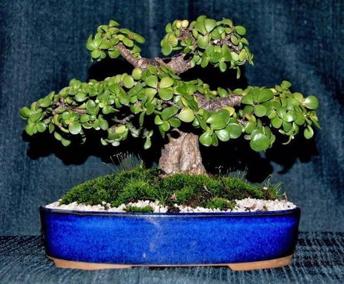 金枝玉叶什么人不能养 养金枝玉叶吉利吗