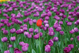 醒花醒过头了会怎么样 怎么判断醒花醒好了