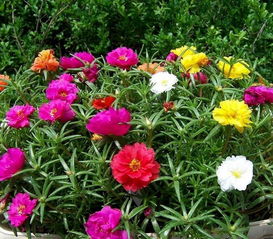 重瓣太阳花有几种颜色 重瓣太阳花的缺点