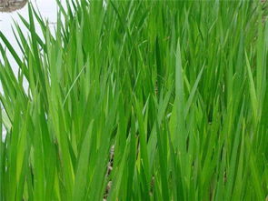 野生水菖蒲图片 水菖蒲熬水喝的功效