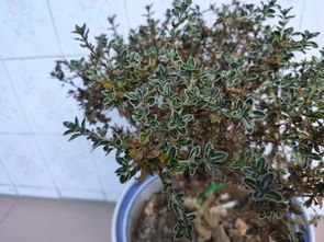适合室内不见阳光的植物 完全不需要阳光的花