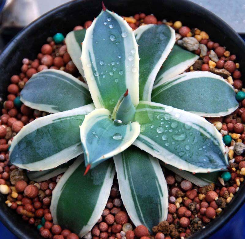 释放氧气的绿植排行榜 净化空气吸甲醛最好的植物排名