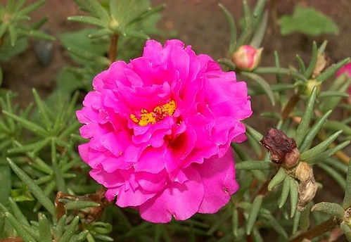 重瓣太阳花的养殖方法 重瓣太阳花百度百科