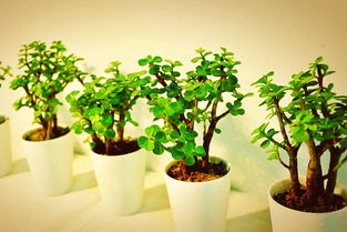 金枝玉叶严重掉叶怎么办 金枝玉叶只剩下光杆了怎么办