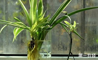 适合长期水培的植物 10种水培不死的花