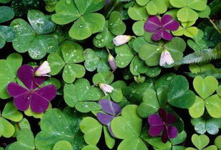 酢浆草不好的寓意 家里种酢浆草吉利吗