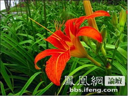 萱草为什么是中国的母亲花 萱草花是唱给女儿还是妈妈的