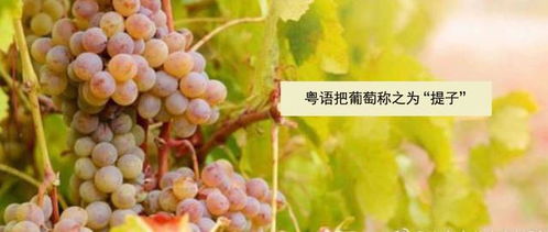 葡萄和提子是一个东西吗 青提属于葡萄吗
