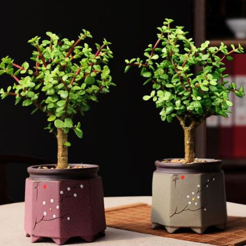 金枝玉叶怎么养才变红 金枝玉叶的三大禁忌