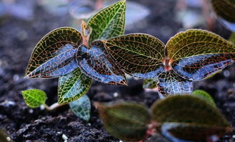 金线莲种植技术视频教程 金线莲种植技术与栽培管理