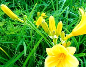 萱草花晒干后就是黄花菜吗 萱草与黄花菜的图片