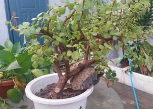 金枝玉叶扦插方法和注意事项 金枝玉叶夏天可以扦插吗