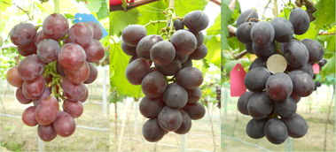 葡萄什么时候开花结果的季节 为什么葡萄只长藤不结果