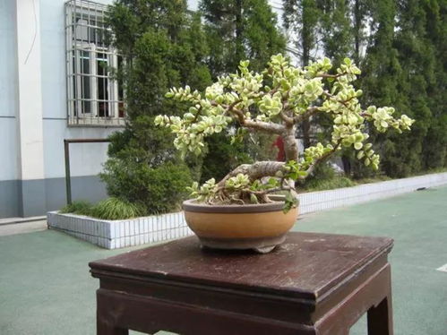 金枝玉叶摆放禁忌 金枝玉叶放哪里风水好