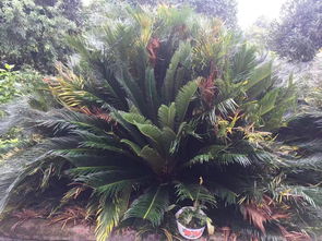 铁树100年开一次花真的吗 铁树开花八大预兆