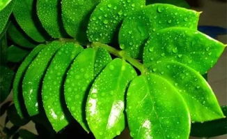 金钱树什么属相不能养 金钱树什么属相最旺