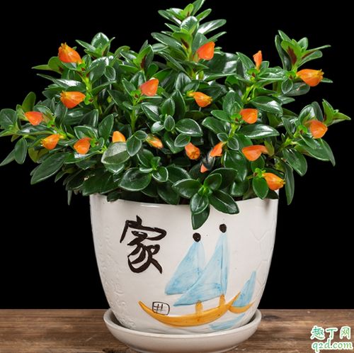 金鱼吊兰夏天能扦插吗 金鱼吊兰又叫死亡之花吗