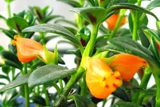 金鱼吊兰的扦插方法视频 金鱼吊兰打顶与掐尖图解