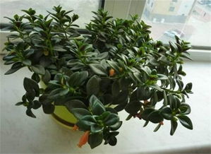 金鱼吊兰摆放哪里最佳 金鱼吊兰寿命几年