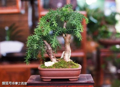 铁兰的风水作用 铁兰风水禁忌
