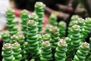 钱串子夏天怎么养 钱串子浇水的正确方法