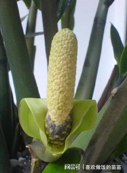 金钱树开花风水大师 金钱树突然开花预兆