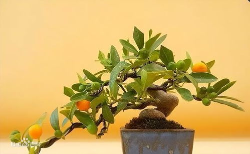 金豆国家二级保护植物 国家二级保护植物金豆图片