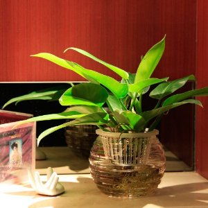 金钻适合水培还是土培 金钻水培方法