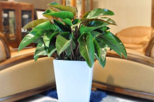 金钻碰一次就中毒吗 金钻有毒为什么还有人养