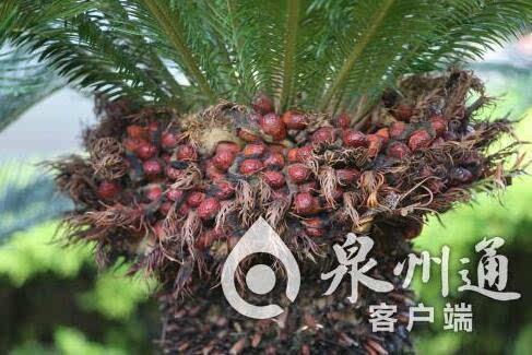 铁树不开花下一句怎么接 铁树不开花比喻爱情意思