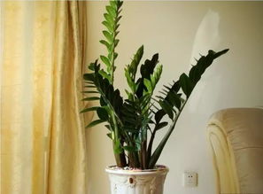 金钱树开花不吉祥 死人 金钱树旺什么生肖