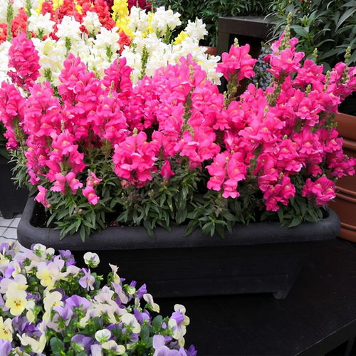 金鱼草太长了怎么修剪 金鱼草修剪视频