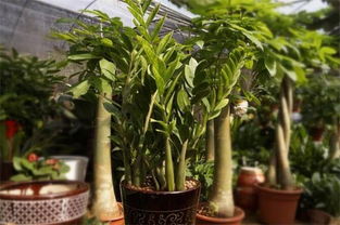 金钱树放在哪里最旺财 金钱树摆放十大忌讳