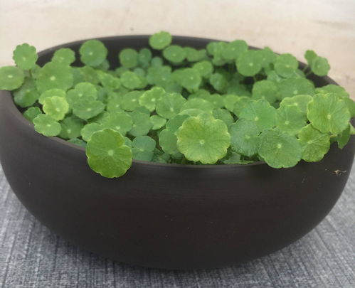 金边吊兰可以水培吗 吊兰水养的简易方法