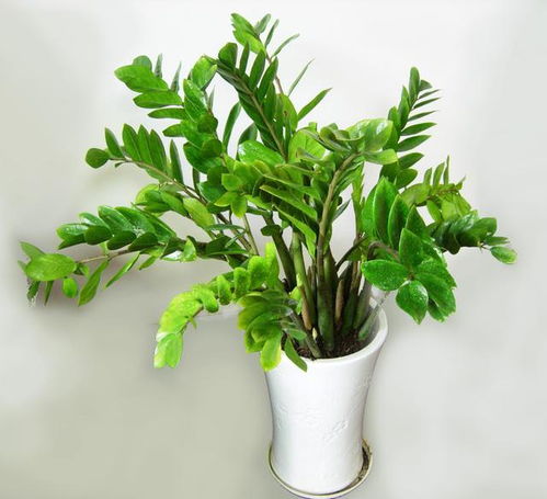 金钱树开花是吉是凶 金钱树开花预示生病