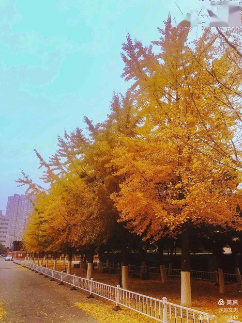 银杏树的花语八个字 银杏树高级文案短句
