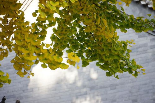 银杏的暗示性含义 银杏的花语和寓意