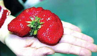 银杏有果皮为什么是裸子植物 草莓种子裸露为什么是被子植物