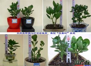 长寿花剪枝方法图片 长寿花八月份能打顶吗