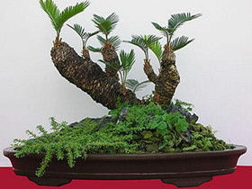 铁树怎么养护与浇水 小型铁树盆景养殖方法